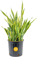 Costa Farms Snake Plant