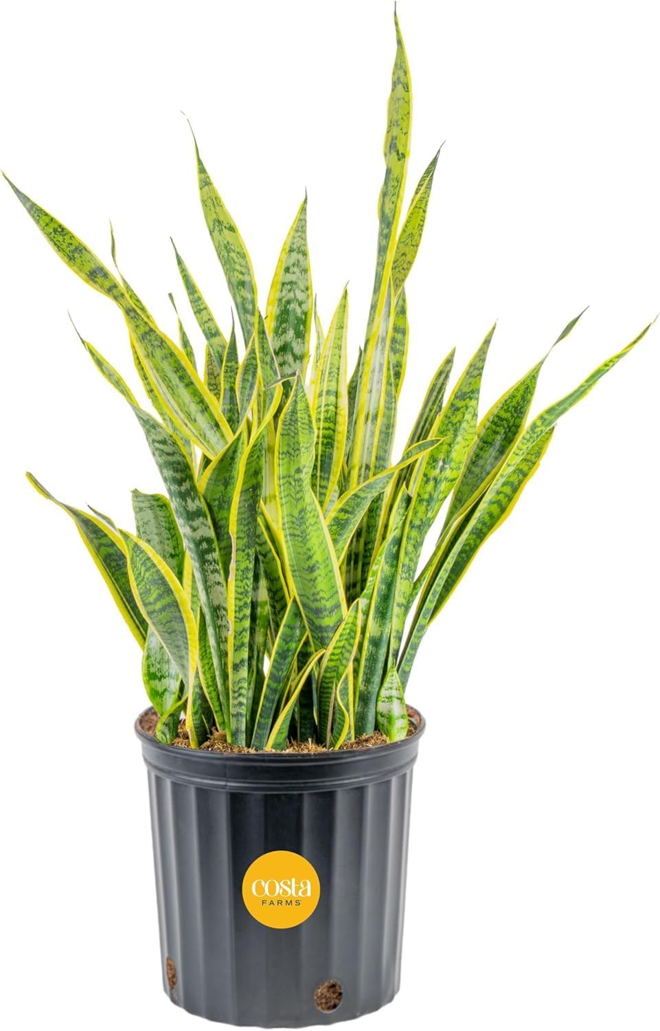Costa Farms Snake Plant
