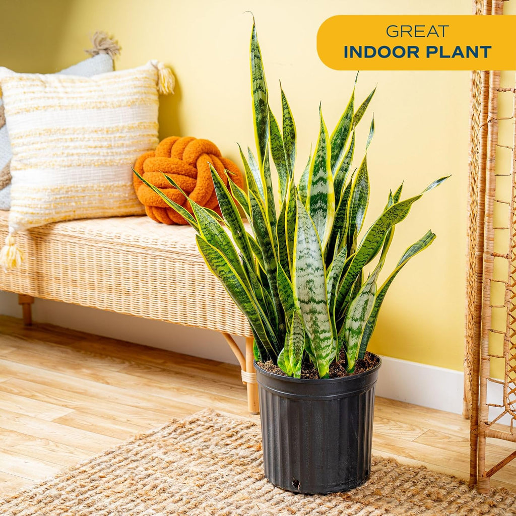 Costa Farms Snake Plant