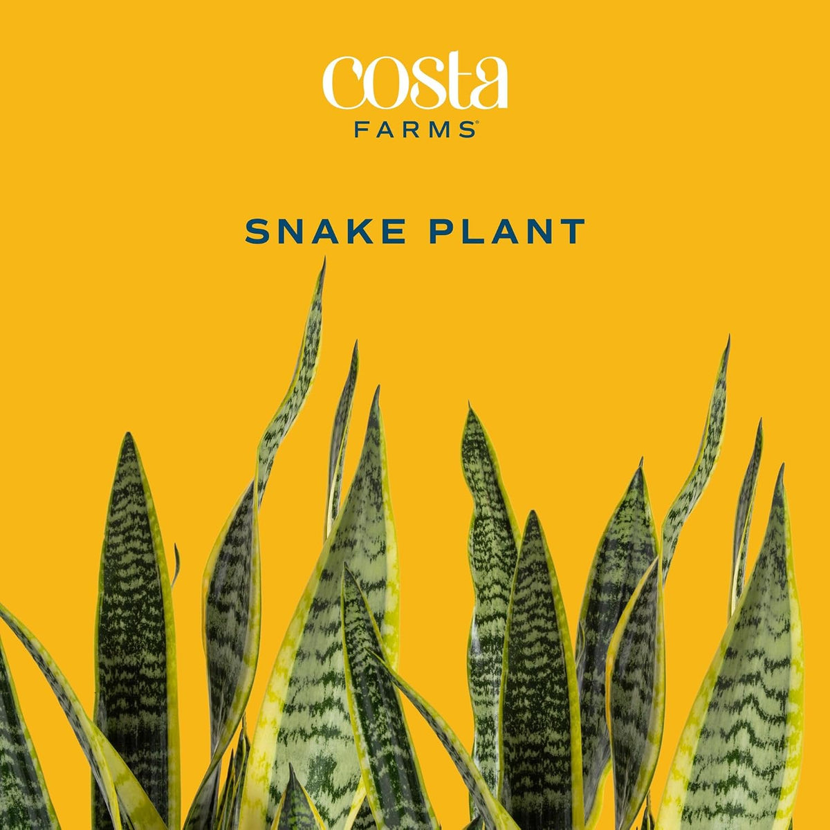 Costa Farms Snake Plant