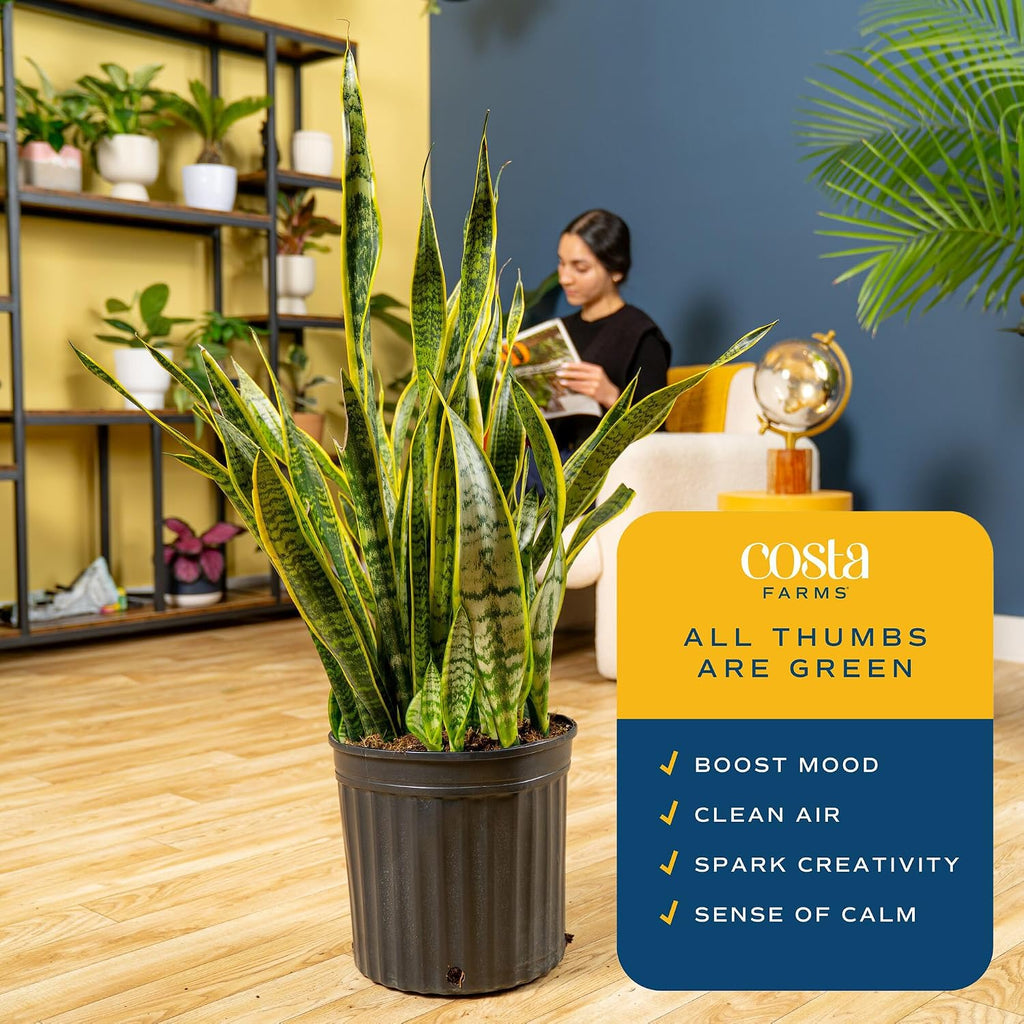 Costa Farms Snake Plant