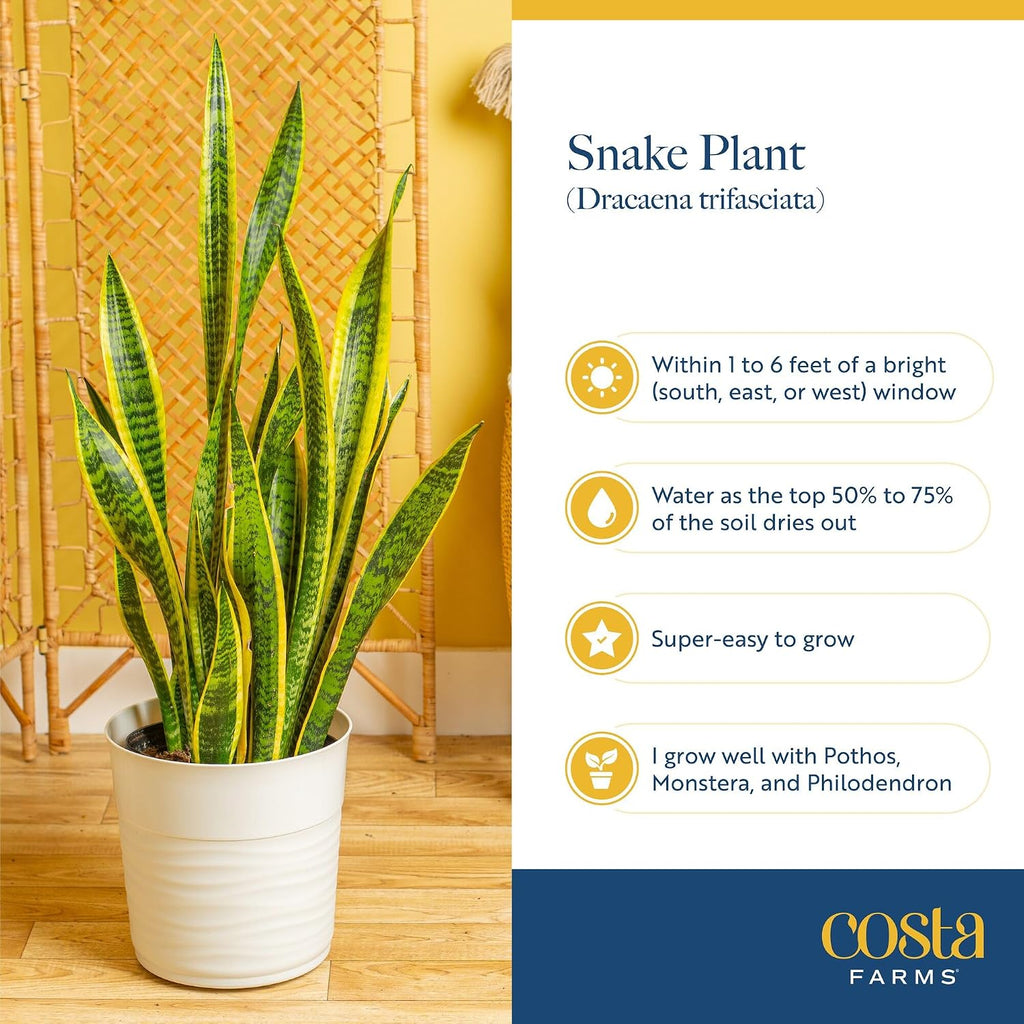 Costa Farms Snake Plant