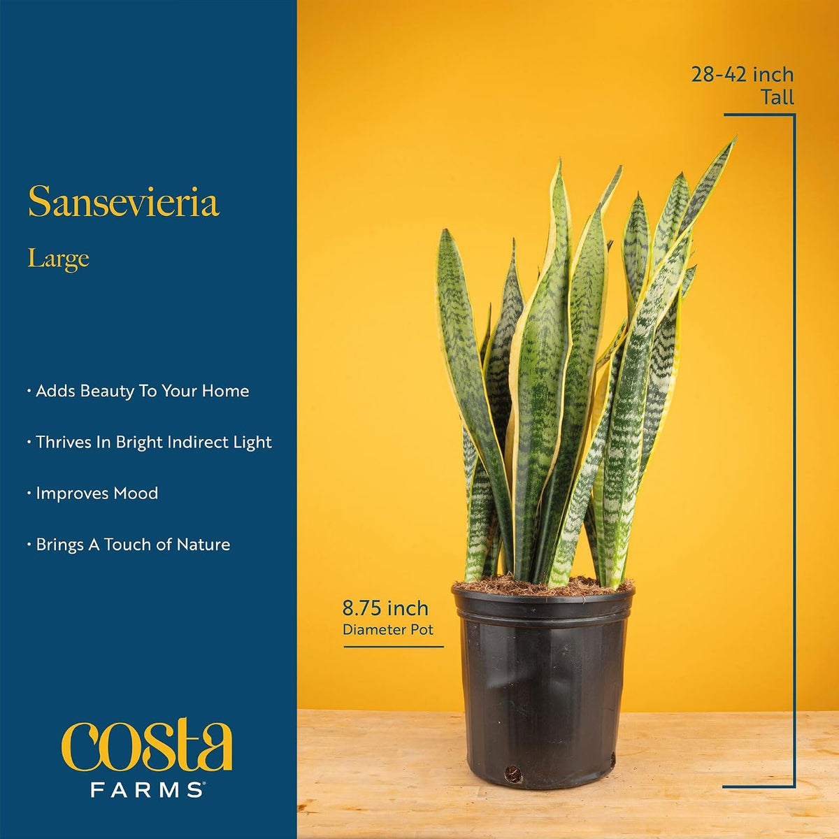Costa Farms Snake Plant