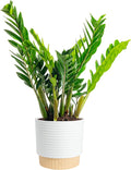 Costa Farms ZZ Plant