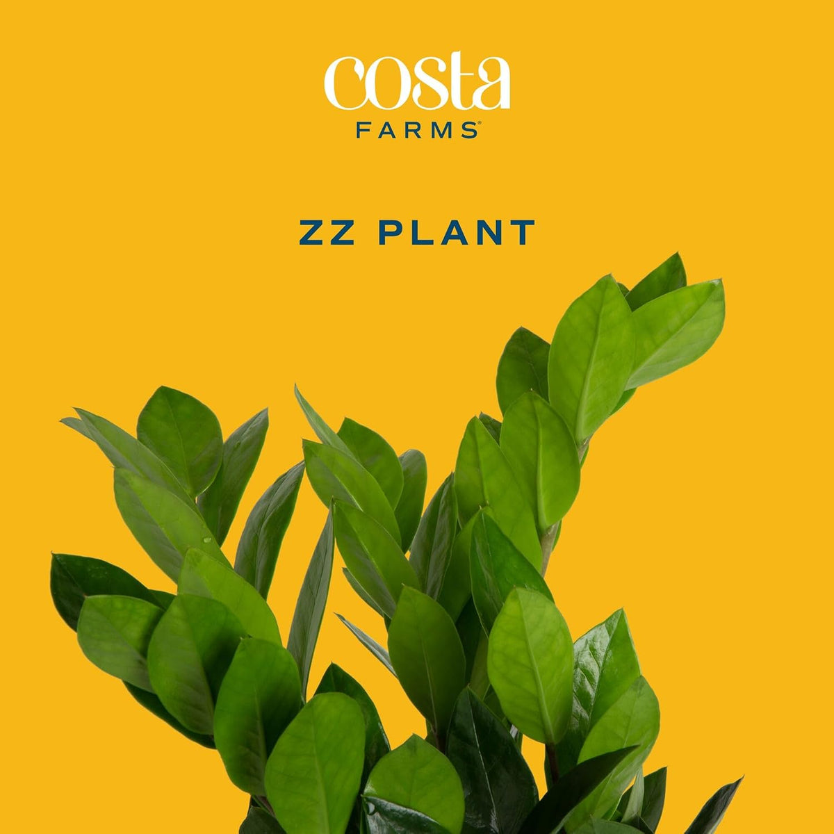 Costa Farms ZZ Plant