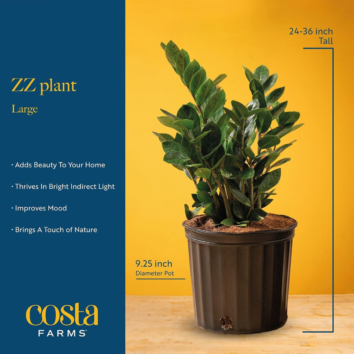 Costa Farms ZZ Plant