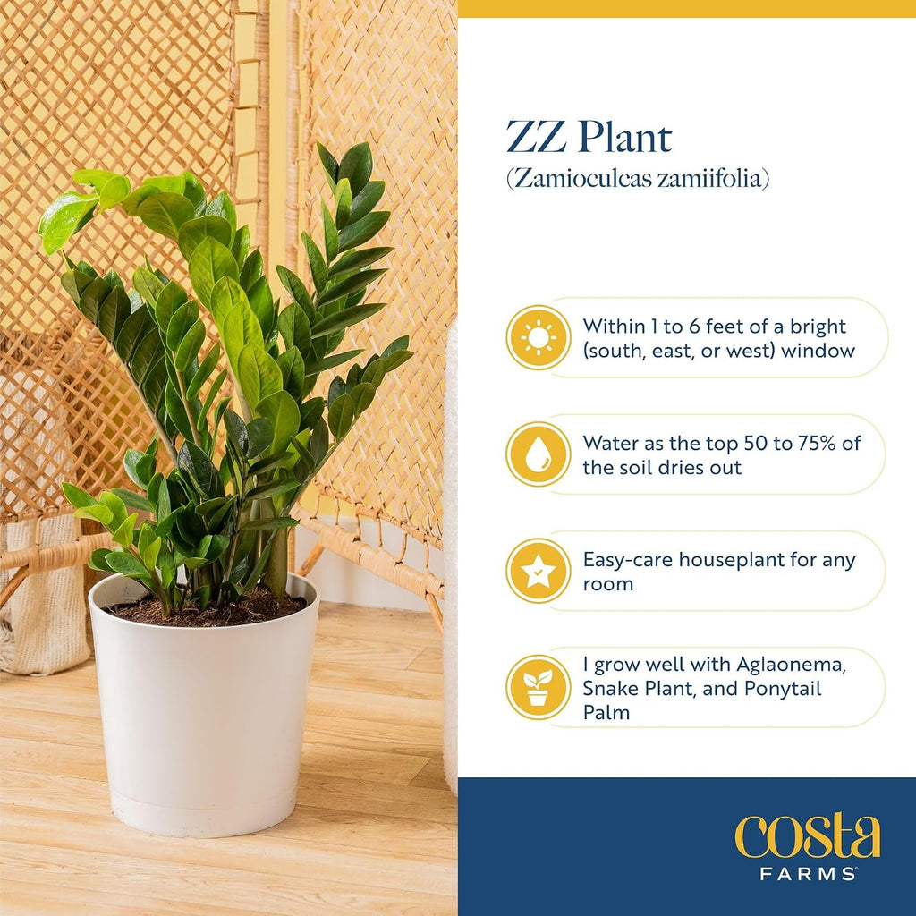 Costa Farms ZZ Plant