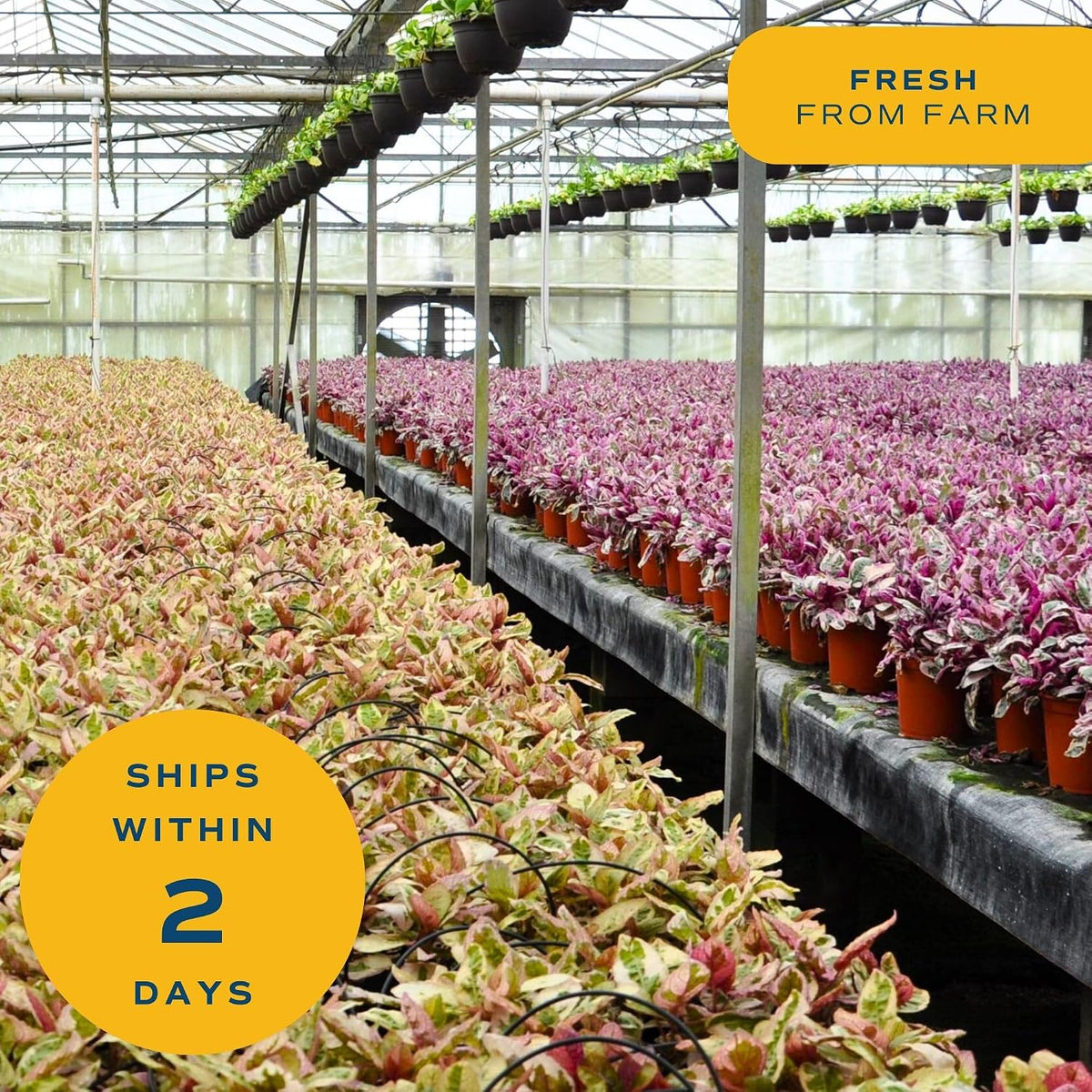 Costa Farms ZZ Plant