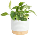 Costa Farms Golden Pothos