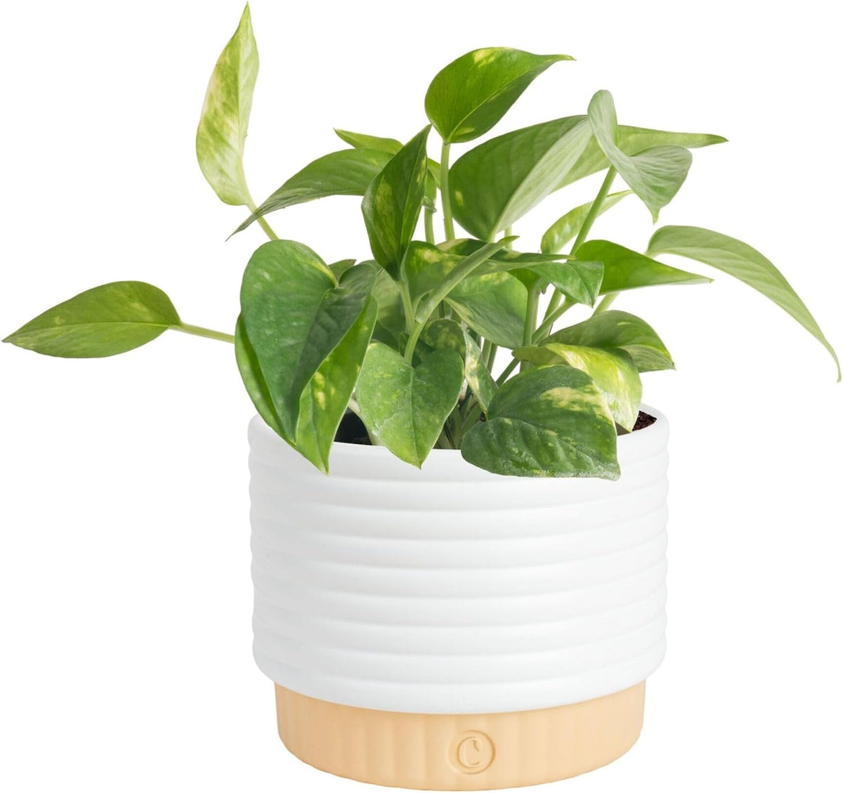 Costa Farms Golden Pothos