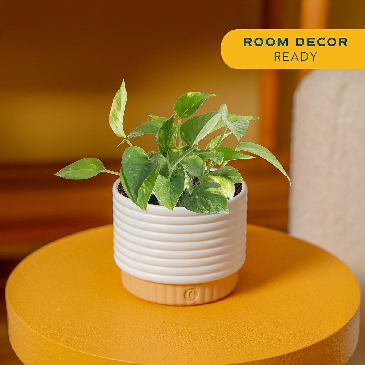 Costa Farms Golden Pothos