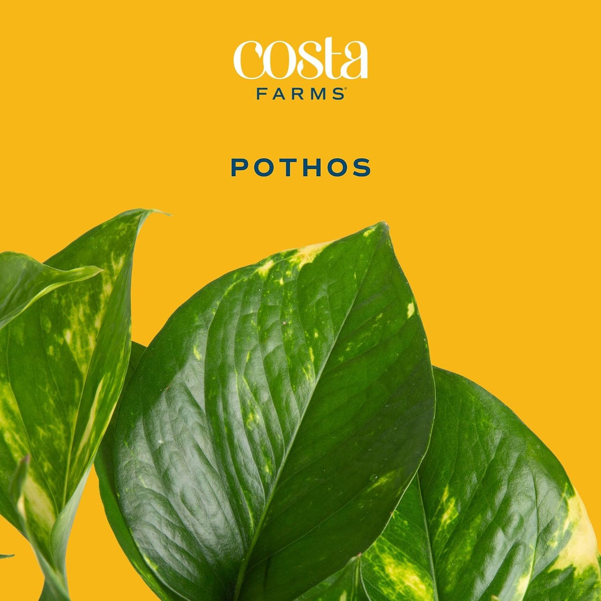 Costa Farms Golden Pothos