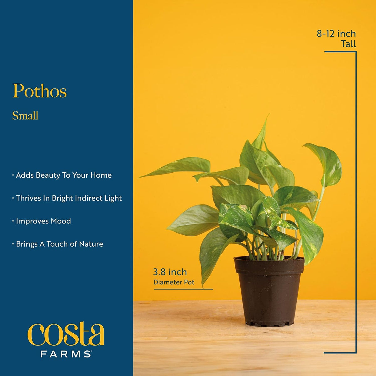 Costa Farms Golden Pothos