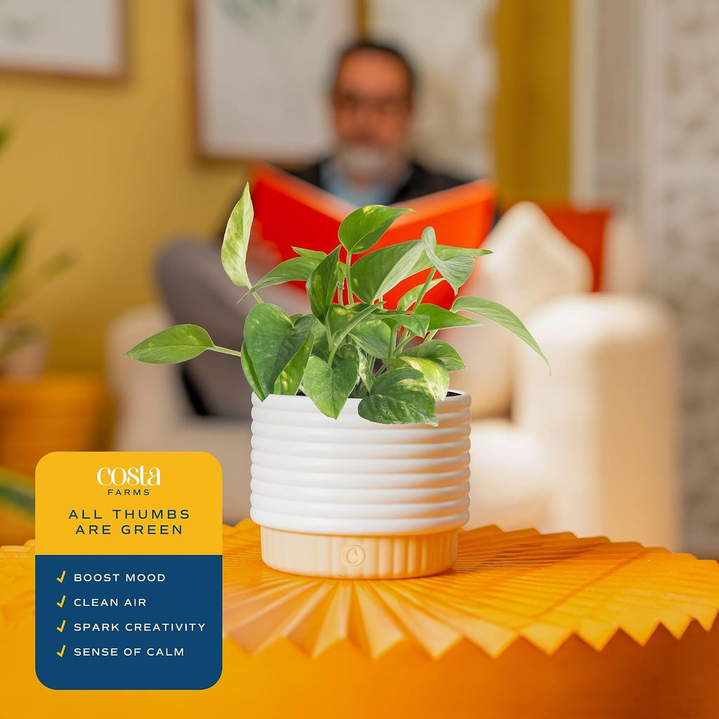 Costa Farms Golden Pothos