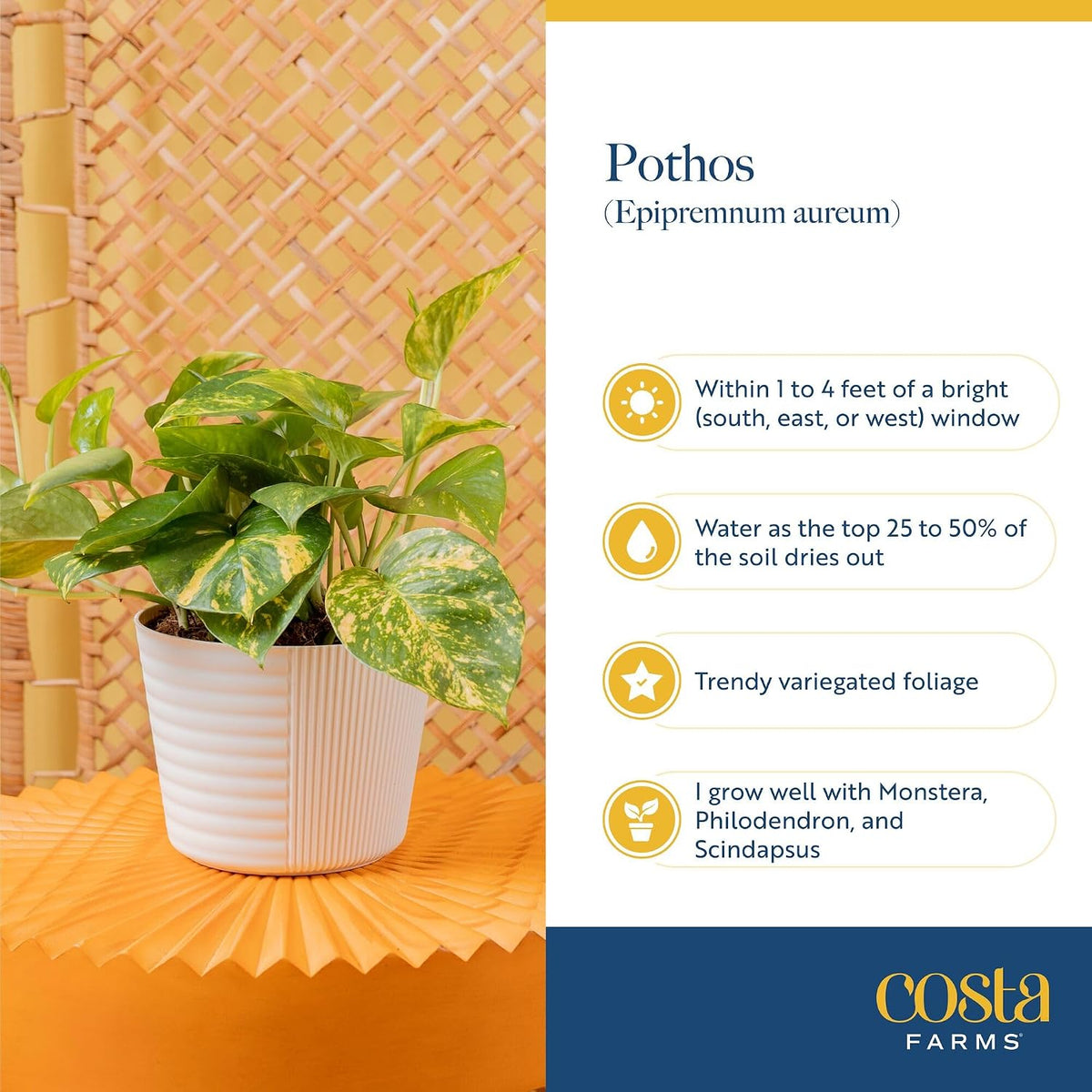 Costa Farms Golden Pothos