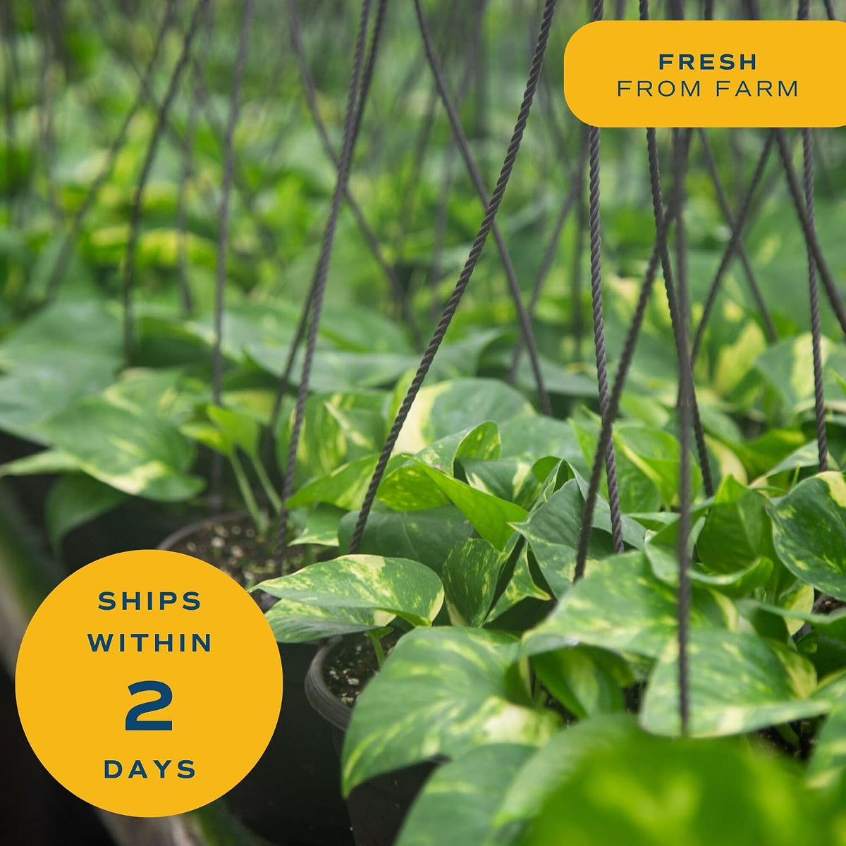 Costa Farms Golden Pothos