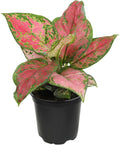 Beauty Aglaonema Chinese Evergreen