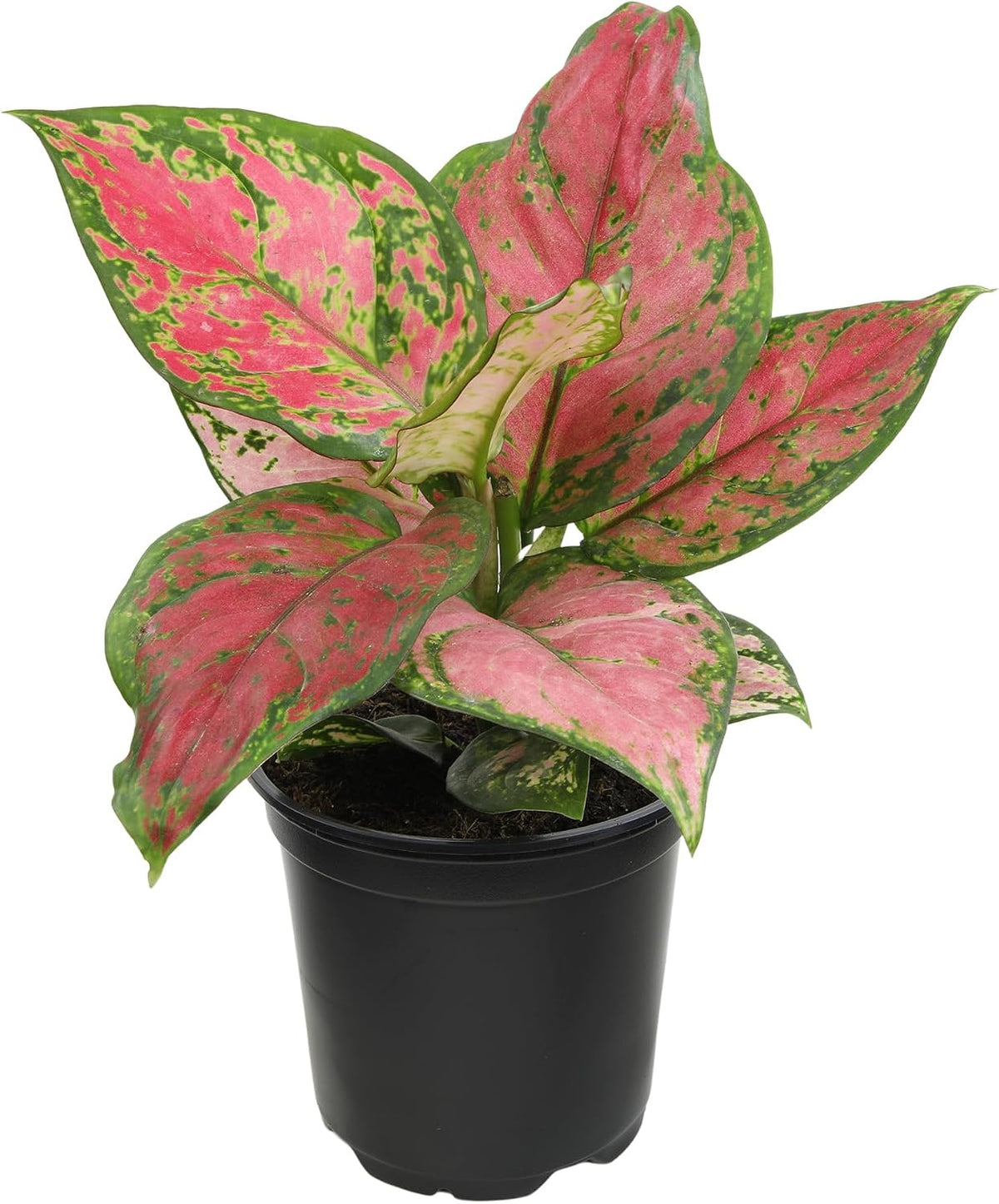Beauty Aglaonema Chinese Evergreen