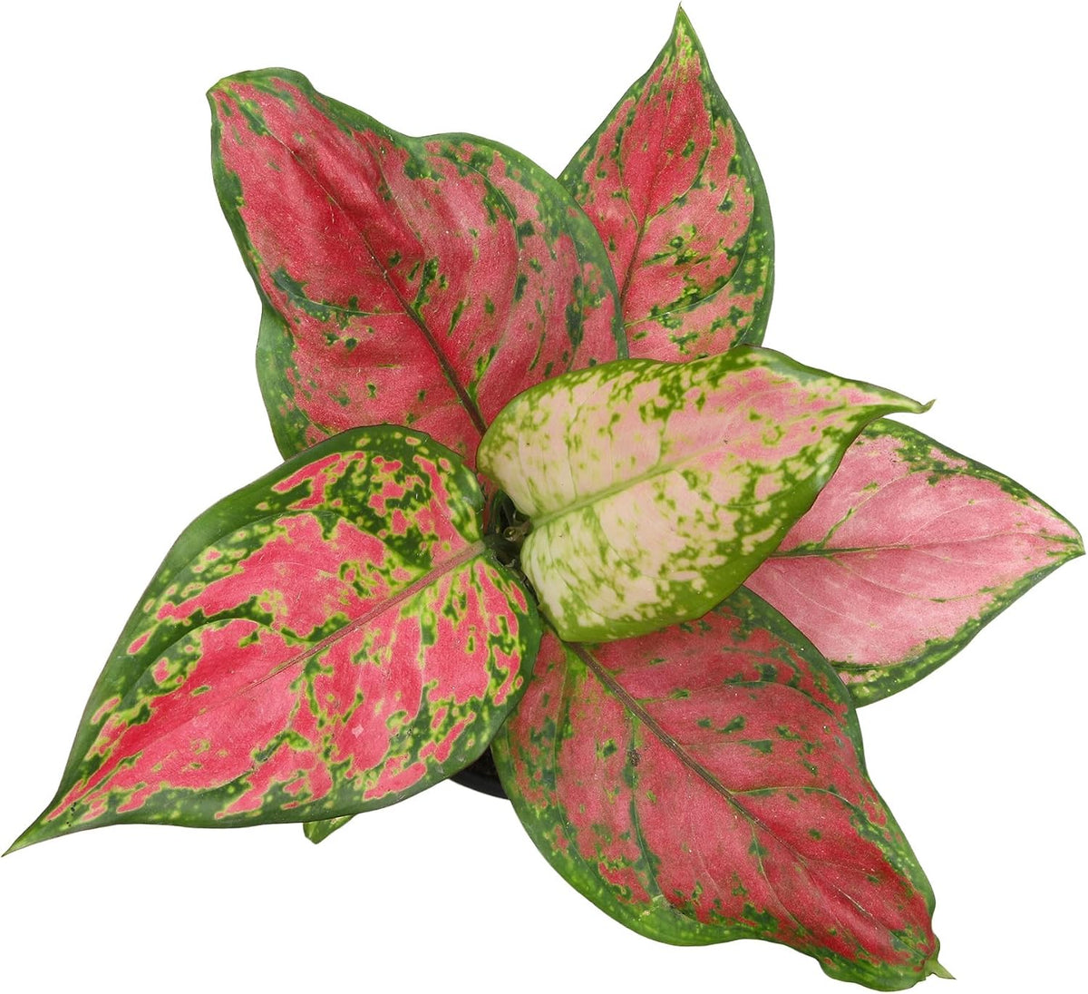 Beauty Aglaonema Chinese Evergreen