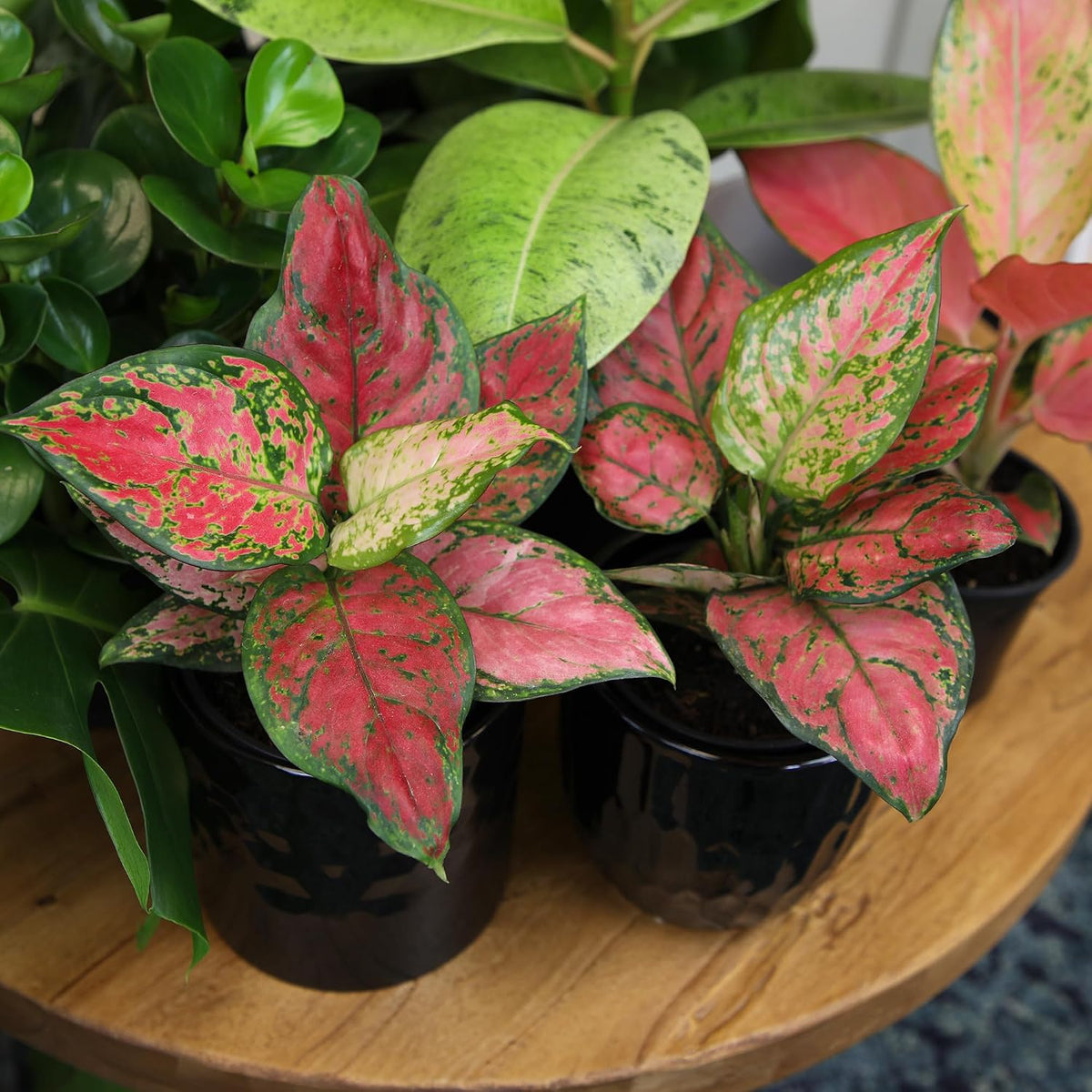 Beauty Aglaonema Chinese Evergreen