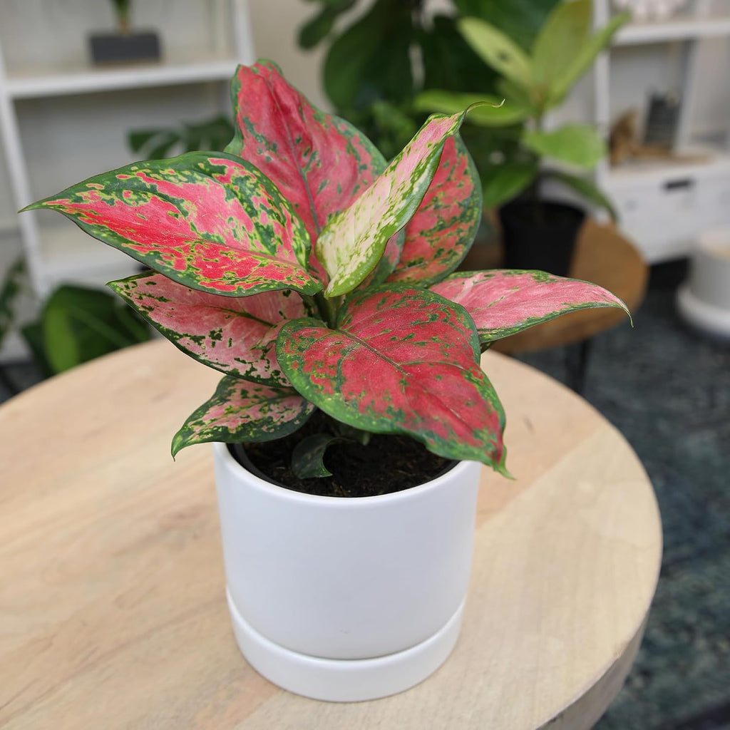 Beauty Aglaonema Chinese Evergreen