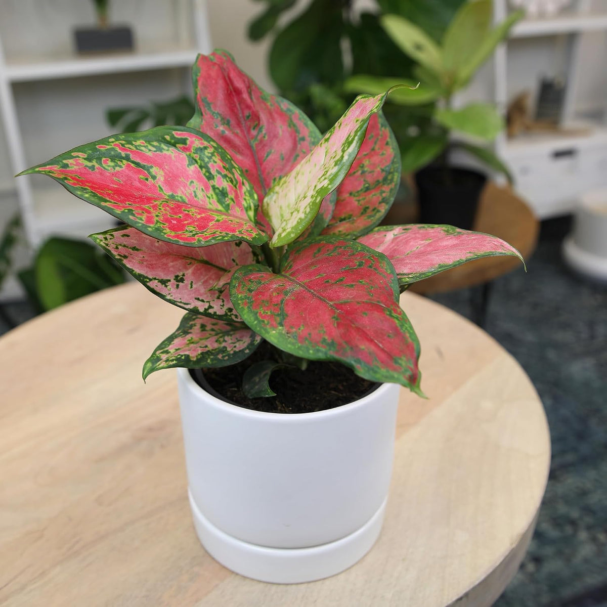 Beauty Aglaonema Chinese Evergreen
