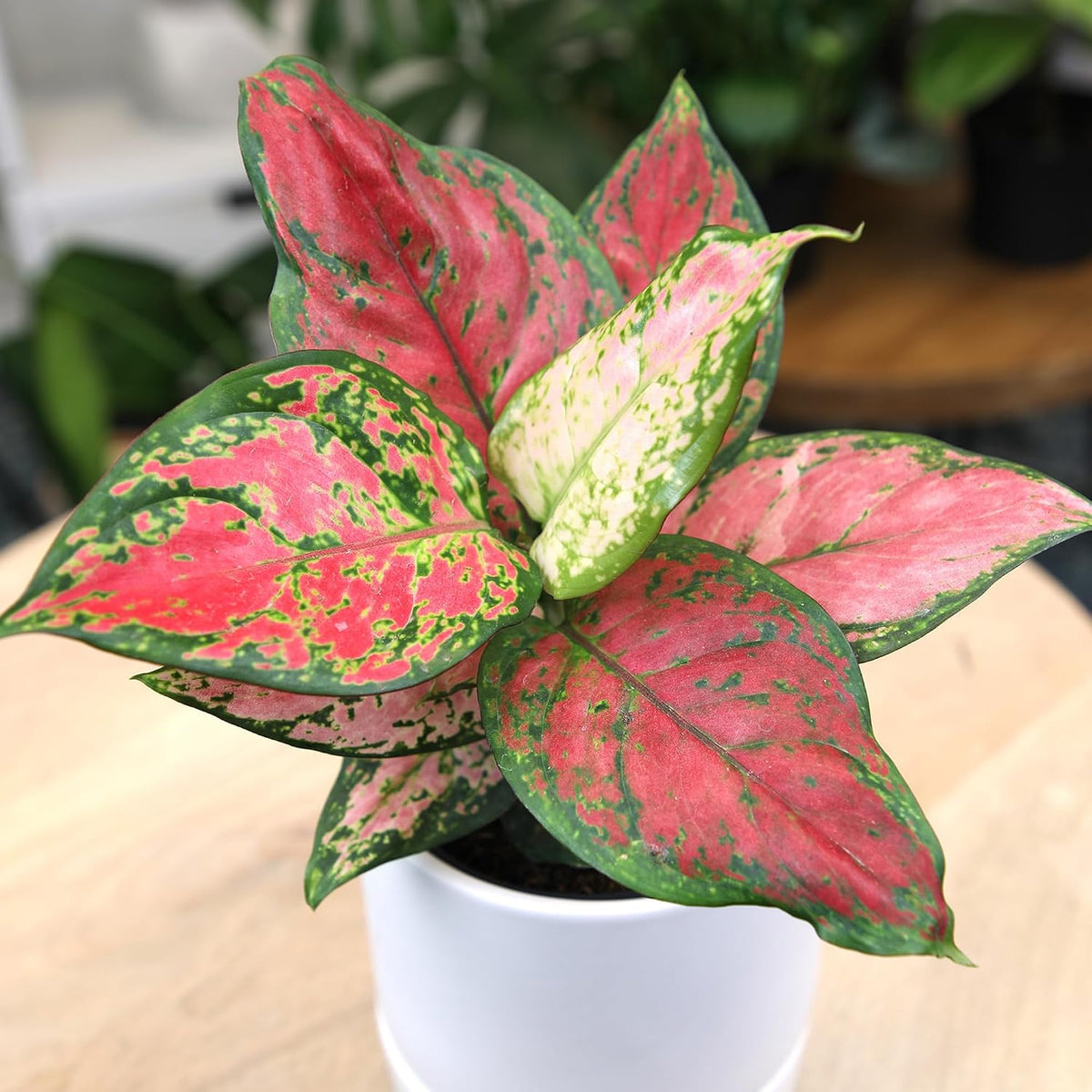 Beauty Aglaonema Chinese Evergreen