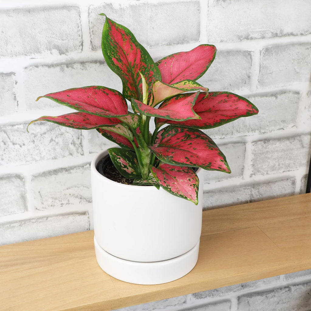 Beauty Aglaonema Chinese Evergreen