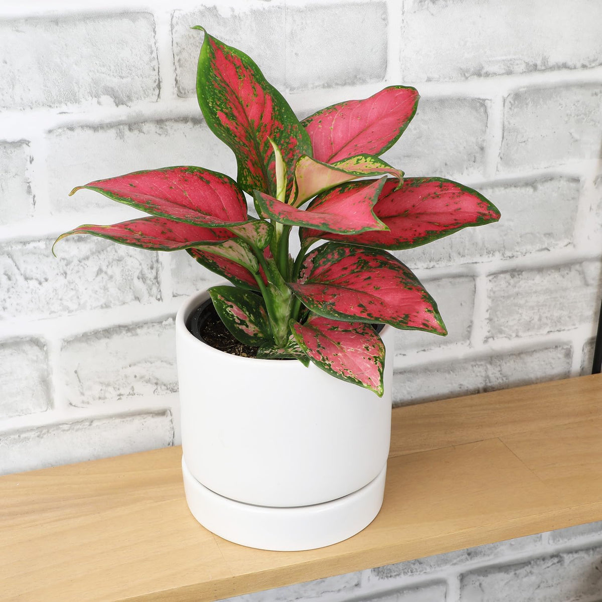Beauty Aglaonema Chinese Evergreen