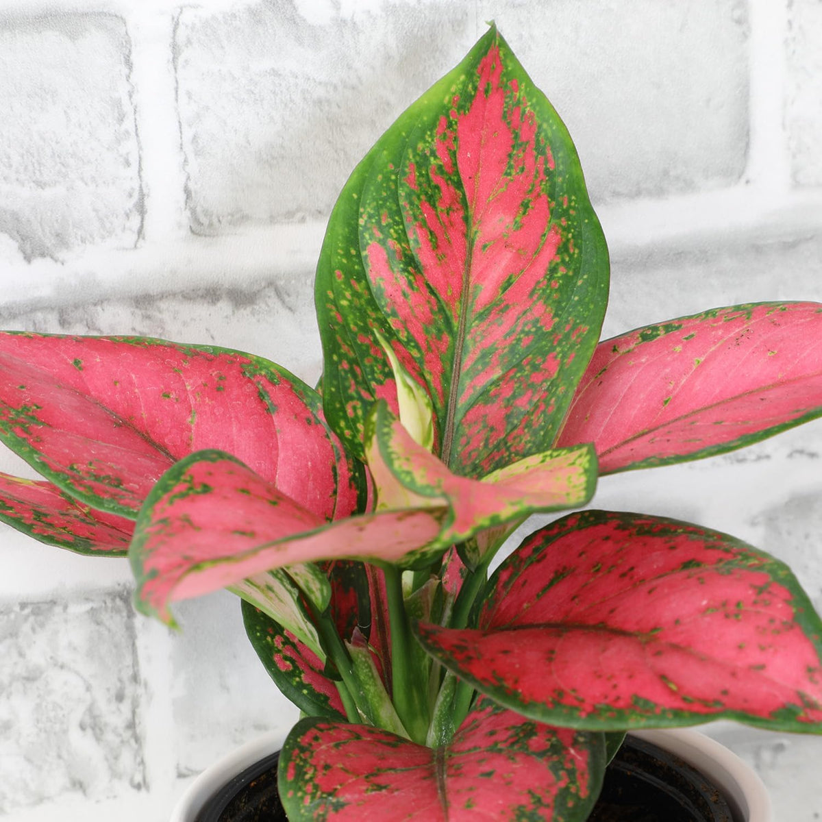 Beauty Aglaonema Chinese Evergreen