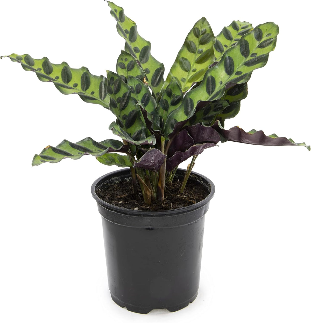 Calathea Prayer Plant