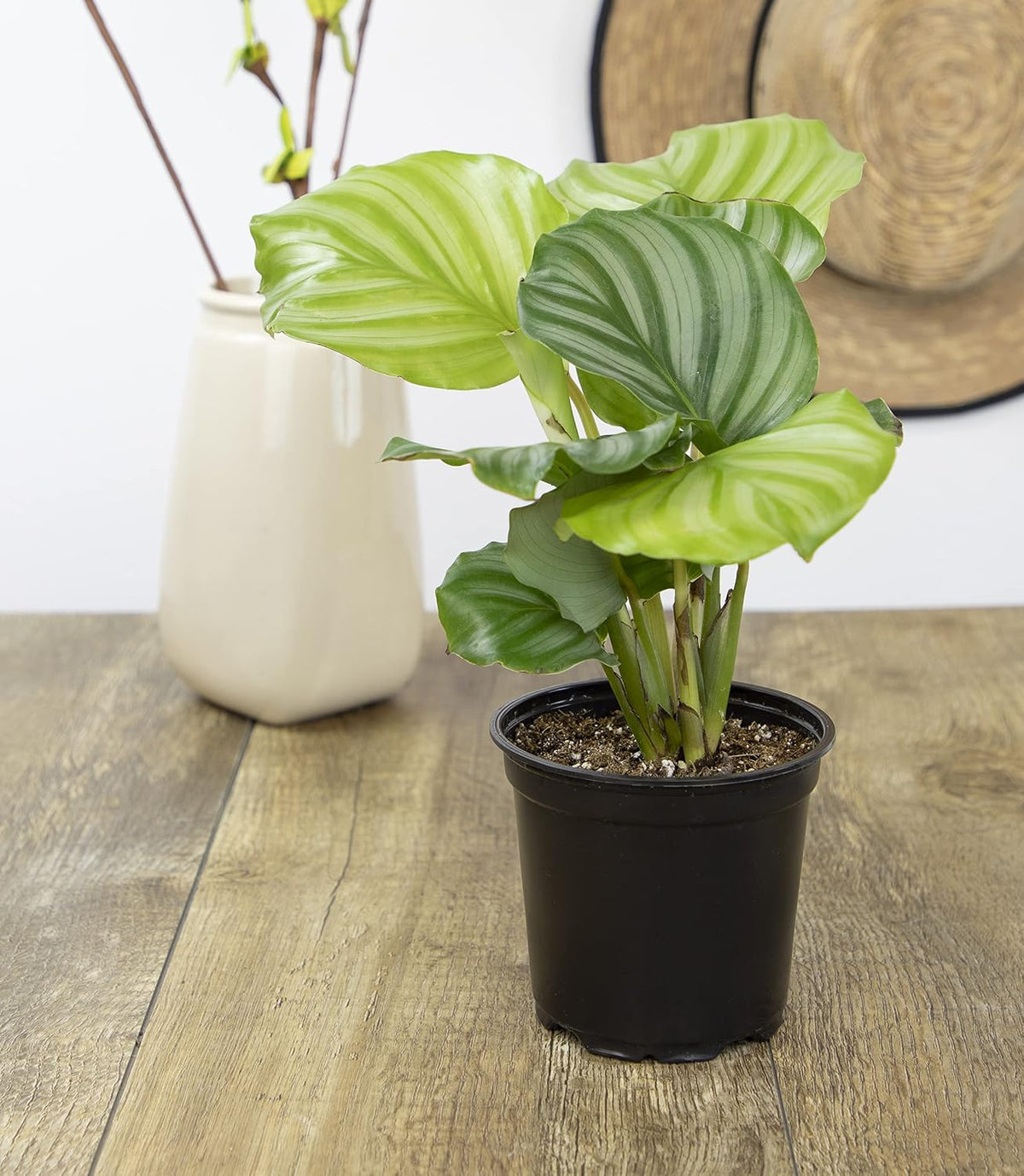 Calathea Prayer Plant