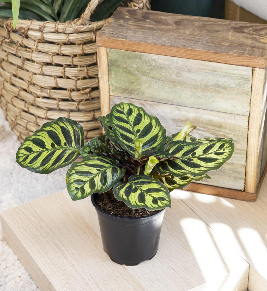 Calathea Prayer Plant