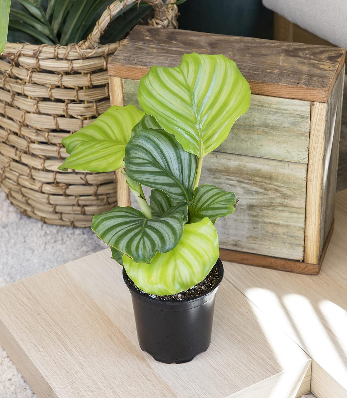 Calathea Prayer Plant