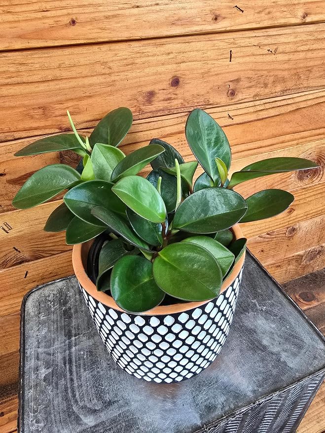 Red Margin Peperomia