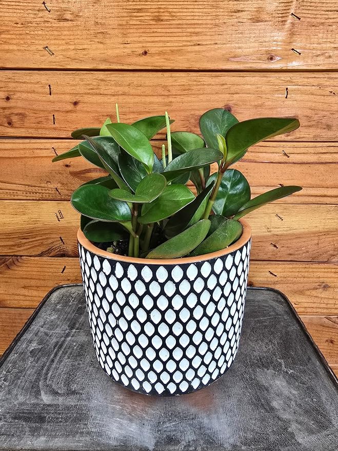 Red Margin Peperomia