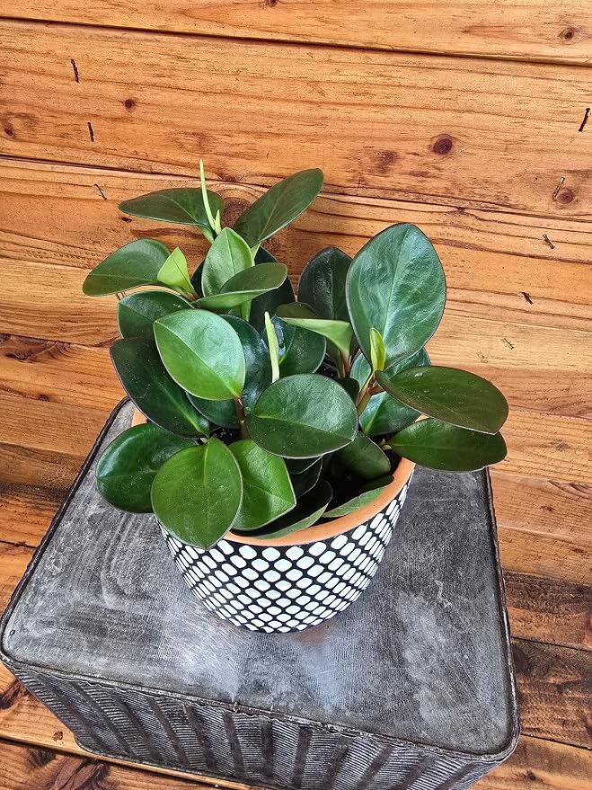 Red Margin Peperomia