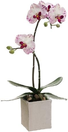 White Phalaenopsis Orchid