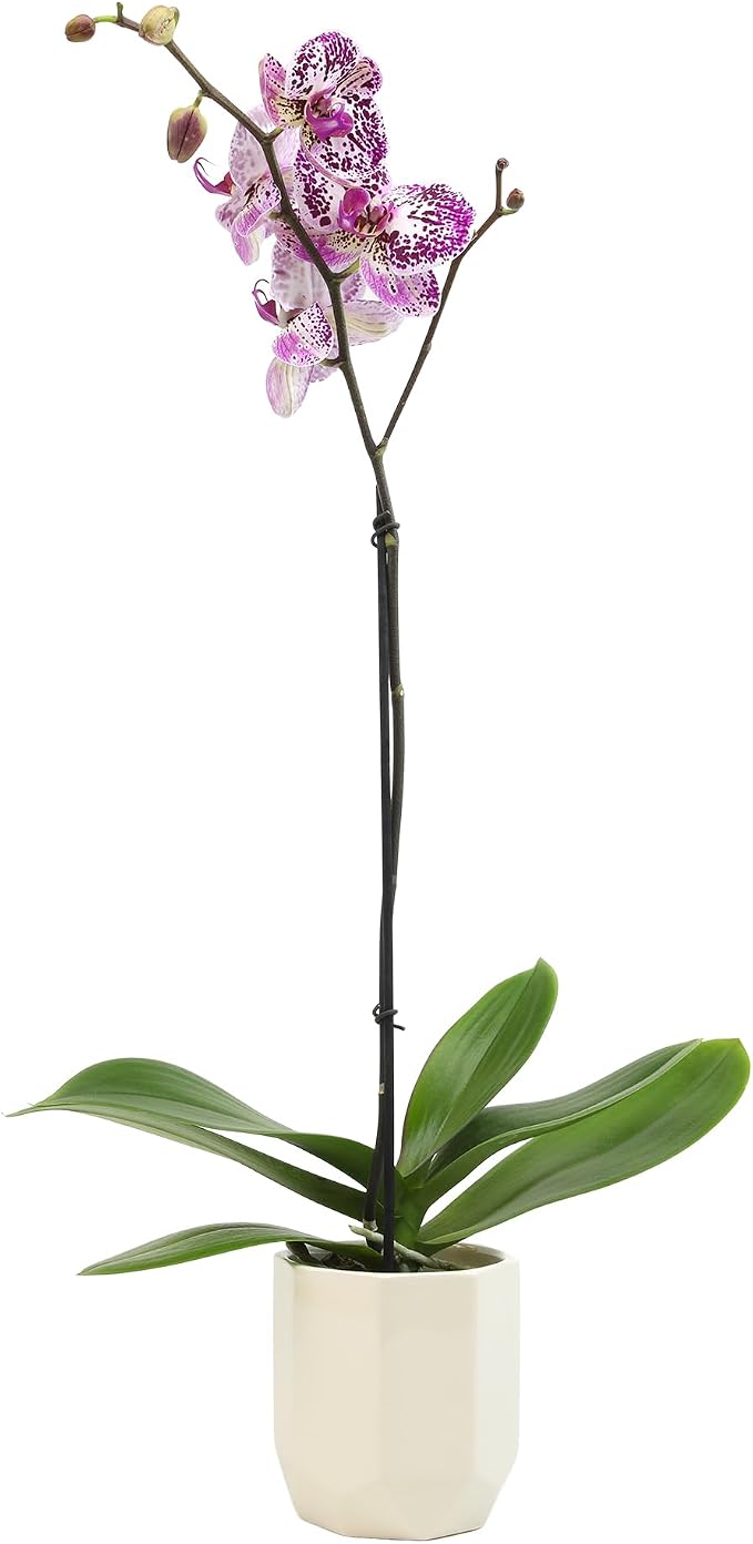 White Phalaenopsis Orchid