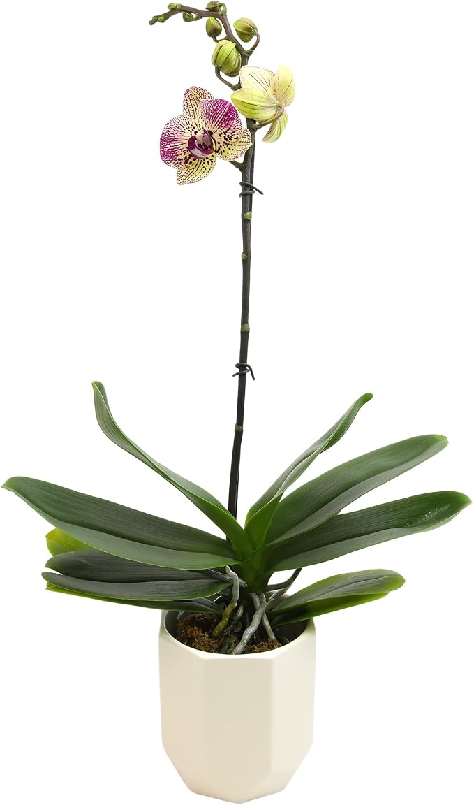 White Phalaenopsis Orchid