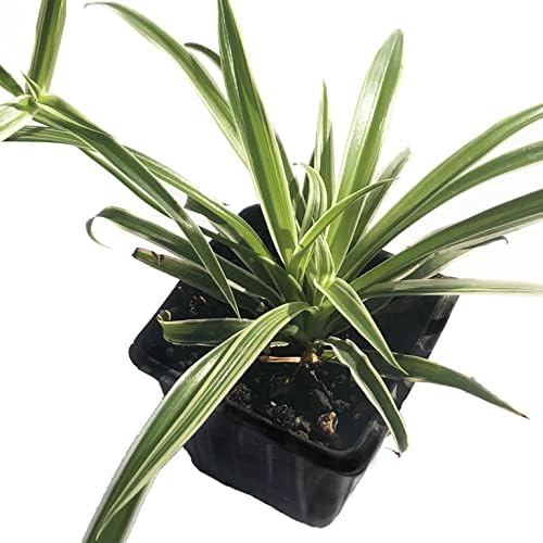 Organic Spider Plant