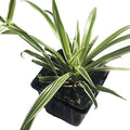 Organic Spider Plant