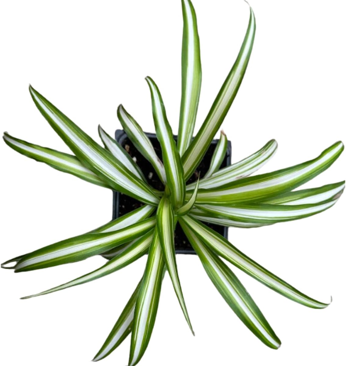 Organic Spider Plant