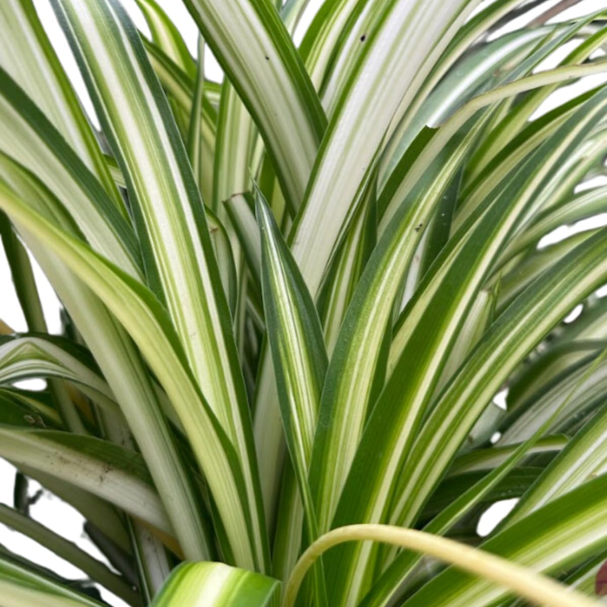 Organic Spider Plant