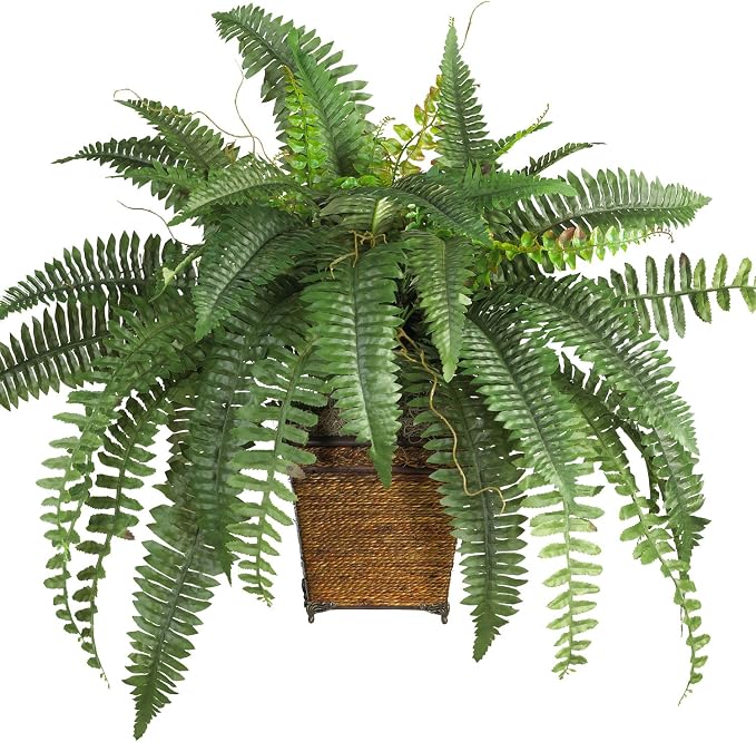 Boston Fern Plant