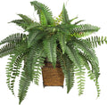 Boston Fern Plant