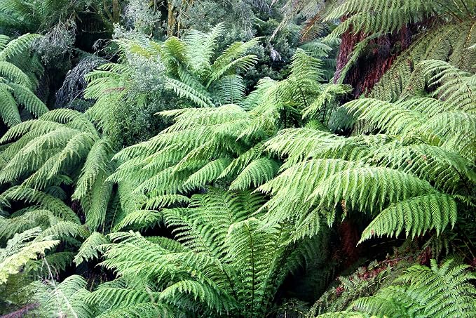 Boston Fern Plant