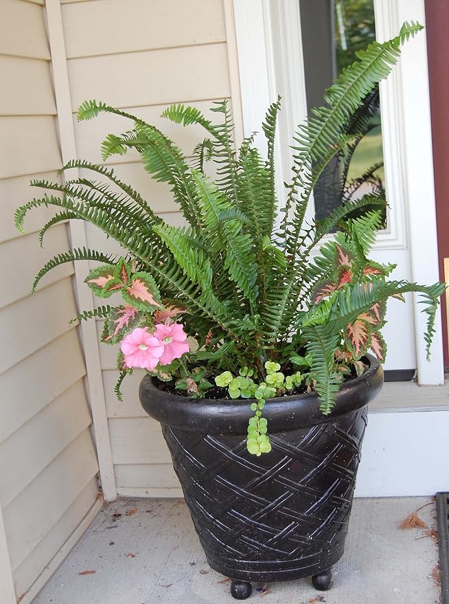 Boston Fern Plant