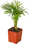 Parlor Palm