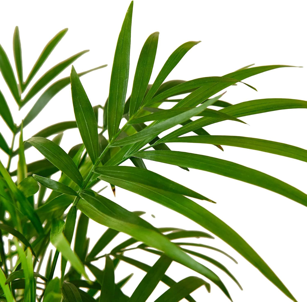 Parlor Palm